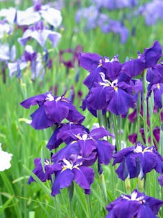 Purple-blue flowers and green leaves