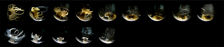 Two rows of photos of sea anemones, with the top row showing a slower death.
