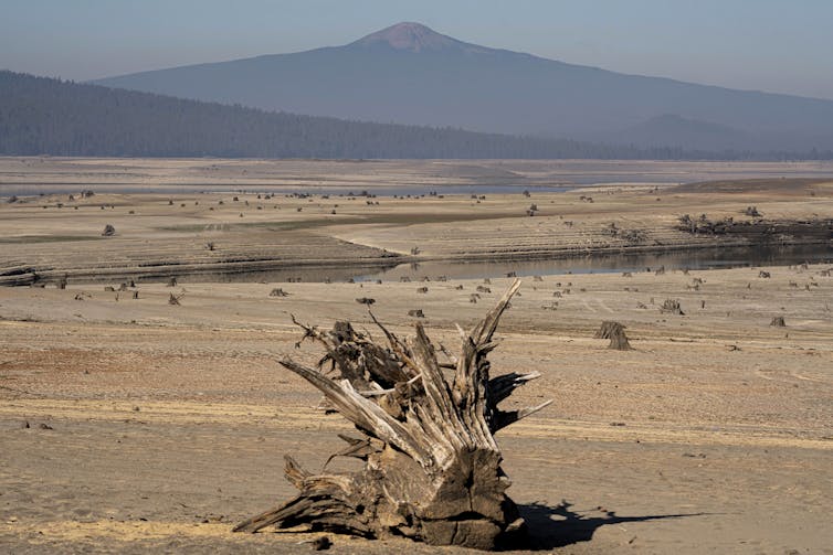 A dead tree stump in front of a sandy landscape and a shallow pool of water in the background.