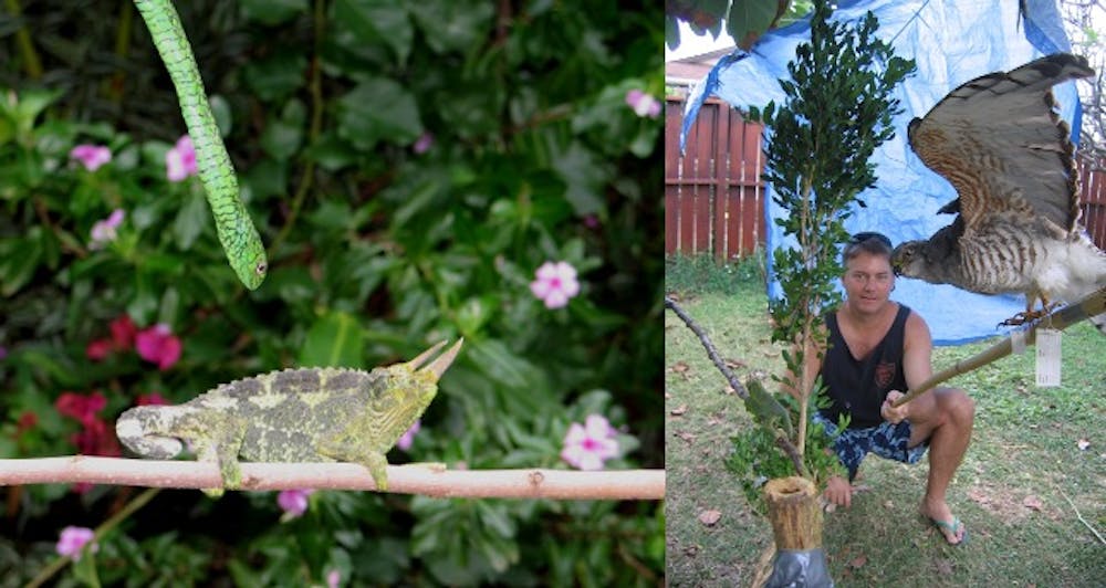 Tug of war between survival and reproductive fitness: how chameleons ... Biology Diagrams