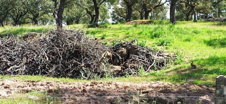 Protección artificial para los conejos en las dehesas del noreste de Córdoba. | FOTO: Manuel Moral