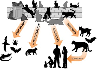 Los gatos callejeros provocan impactos sobre los ecosistemas.