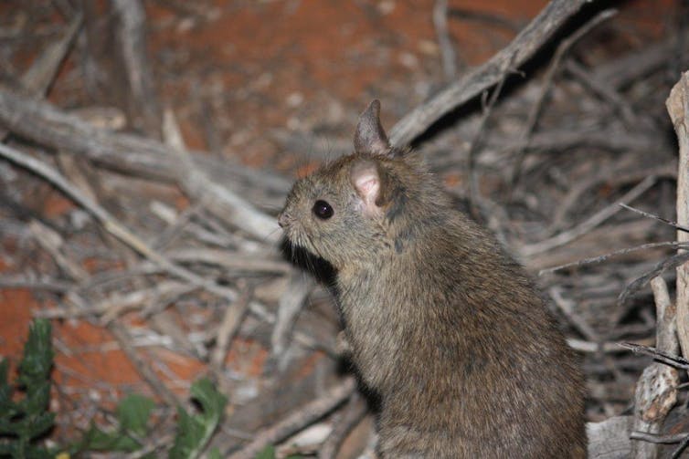 Stick-nest rat