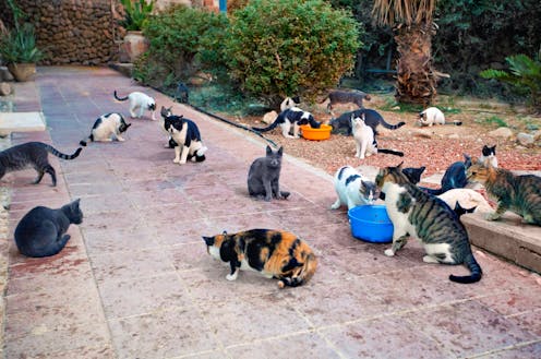 Las leyes de bienestar animal no deberían proteger a gatos callejeros, cotorras y mosquitos Las leyes de bienestar animal no deberían proteger a gatos callejeros, cotorras y mosquitos