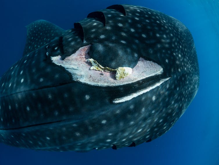 A ventral view of the back of a whale shark with a wide gouge.