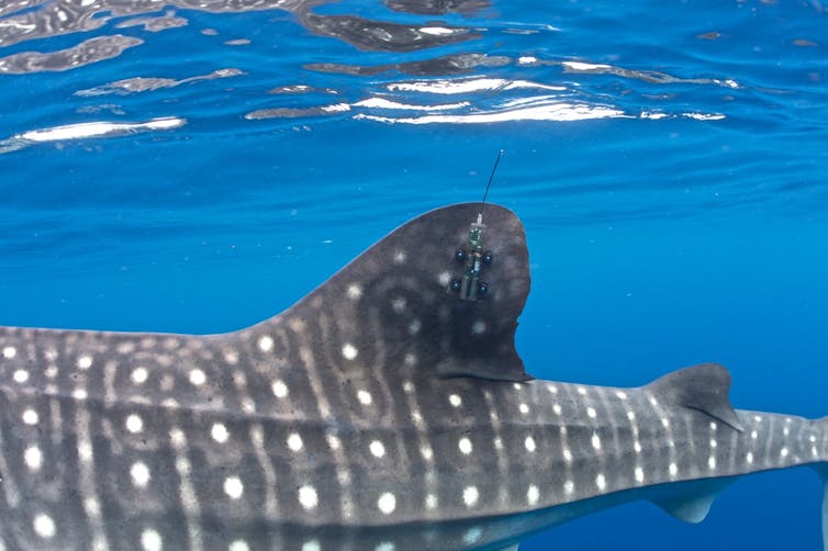 A whale shark dorsal fin with an electronic tag attached.