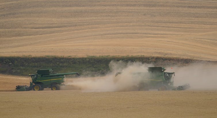Two combines in a field of wheat, one of them surrounded by a dusty cloud