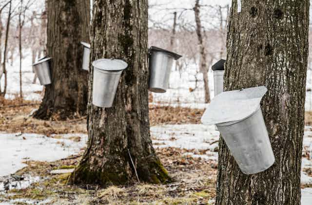 Tin buckets hang off of maple trees.