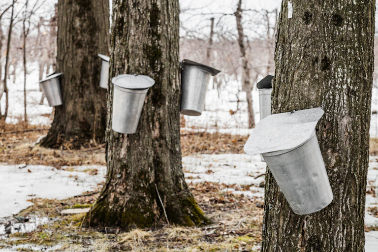 Tin buckets hang off of maple trees.