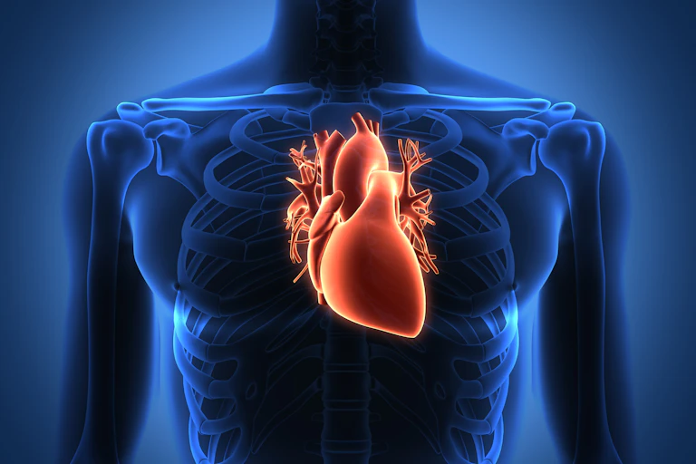 illustration of a blue-lit human torso showing the skeleton with a red heart