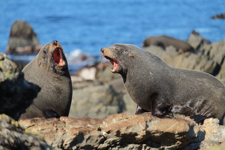 Fur seals barking at one another.