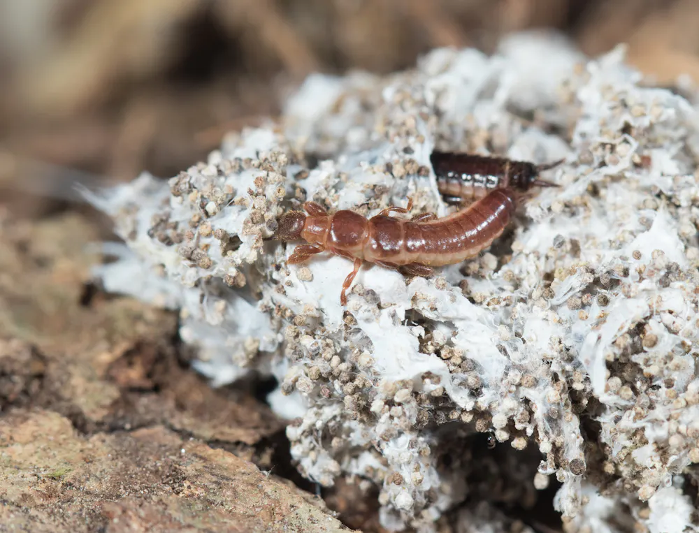 Gossamer Insects The book that changed me: how field guides showed me the awe-inspiring ...