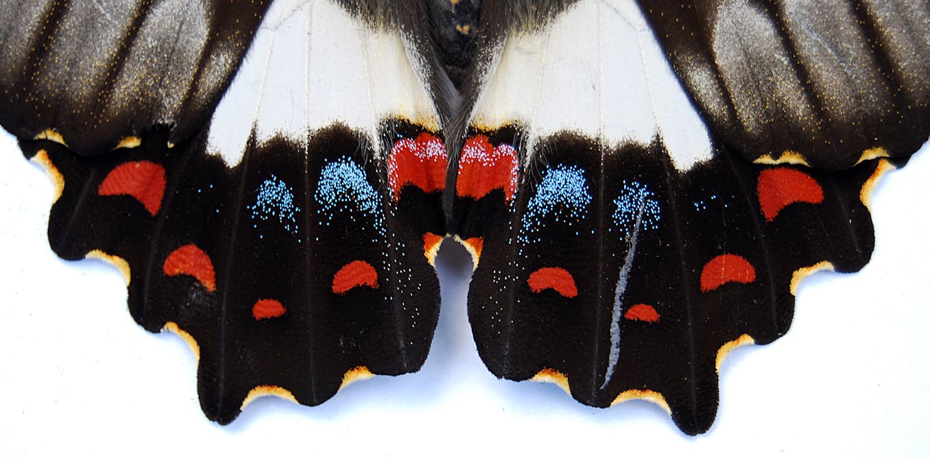 The book that changed me: how field guides showed me the awe-inspiring ...