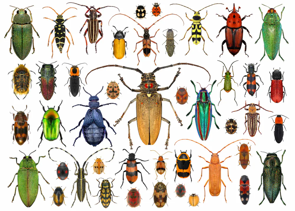 Variations In Insects The book that changed me: how field guides showed me the awe-inspiring ...