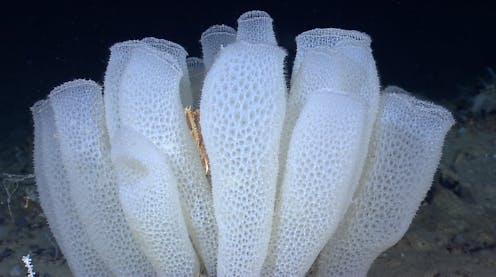 ¿Por qué las esponjas pueden ser animales excitantes? ¿Por qué las esponjas pueden ser animales excitantes?