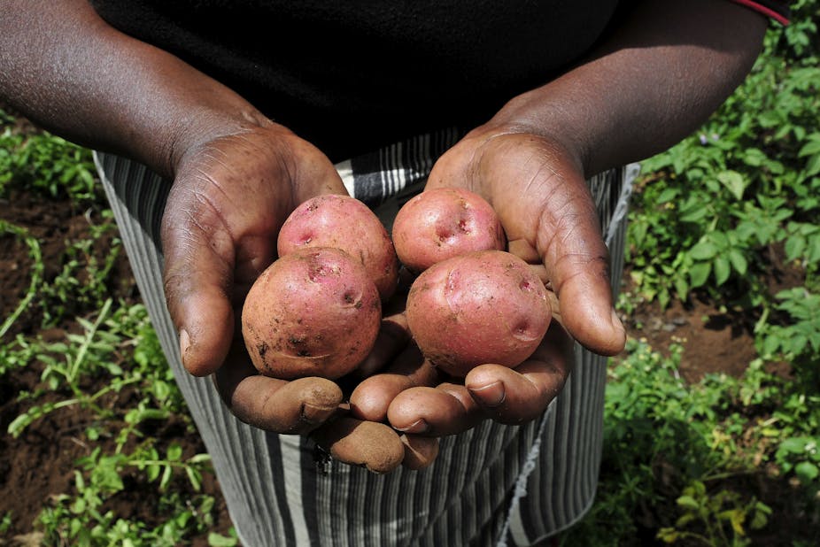 Hands holding potatoes.