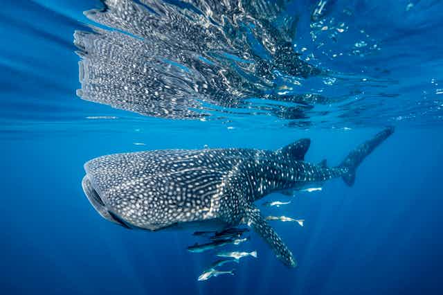A whale shark swims close to the ocean surface.