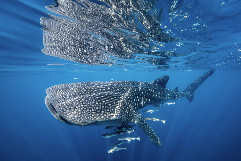 A whale shark swims close to the ocean surface.