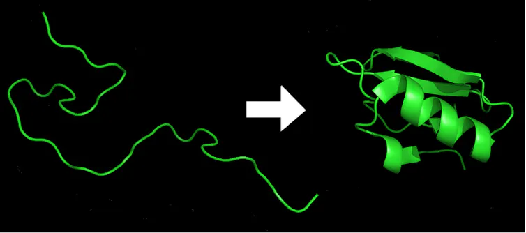 a graphic showing a thread-like line on the left and a coiled structure on the right
