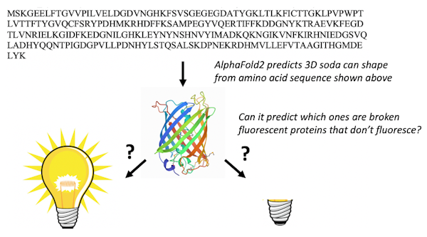 左側に電球、右側に電球の茎のみを示す図