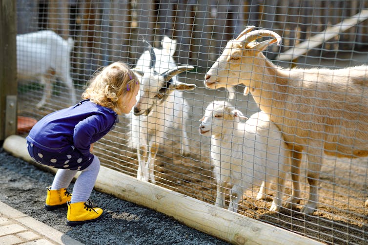A toddler bends down to see eye to eye with three goats behind a wire fence.
