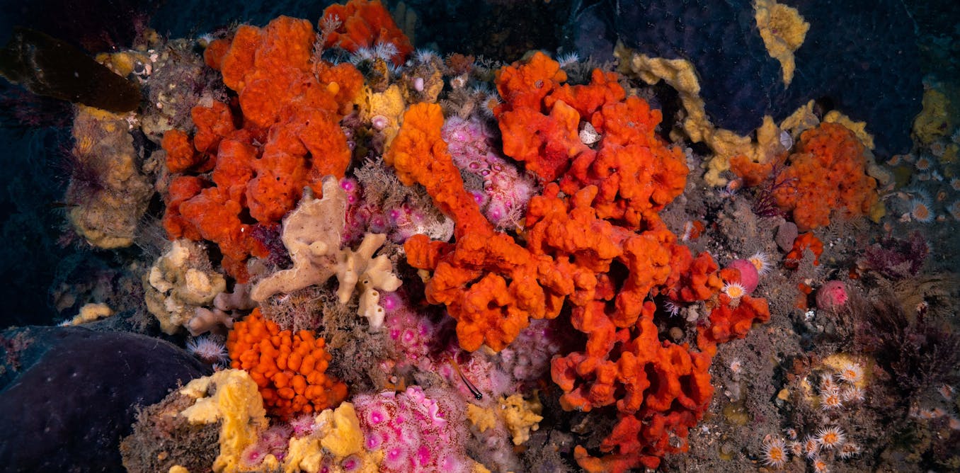 how new technology is revealing the secrets of an under-researched undersea world how new technology is revealing the secrets of an under-researched undersea world