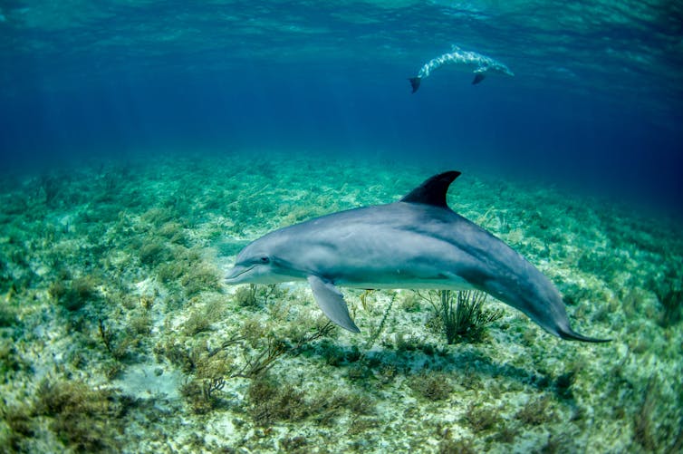 pair of dolphins underwater