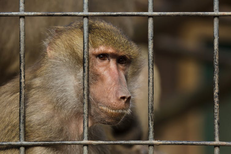 a baboon behind a cage