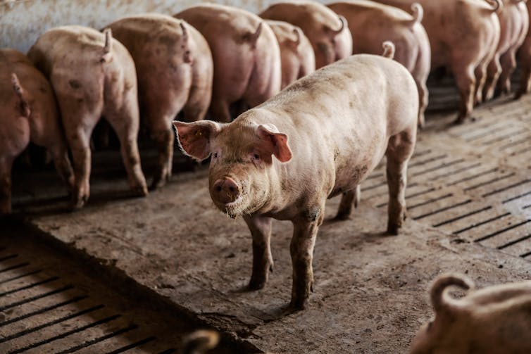 pigs standing at a trough in a shed
