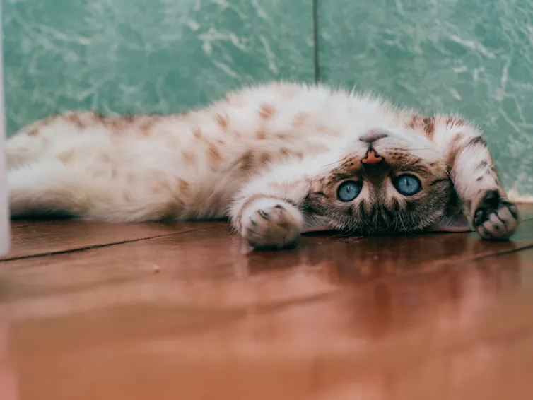 cute cat rolls on back