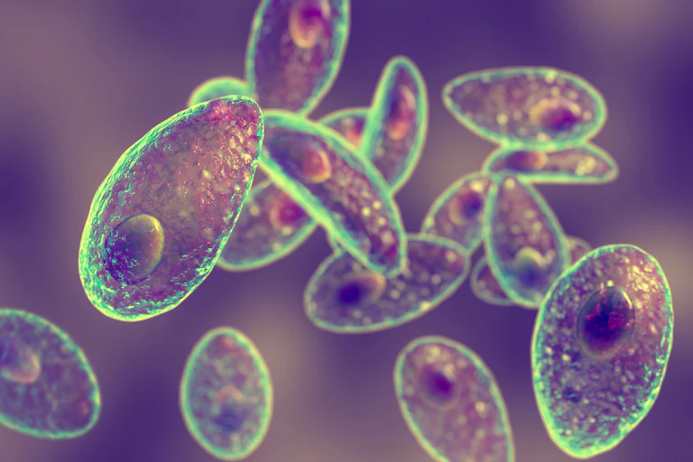 toxoplasma under the microscope