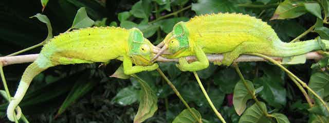 Two male Jackson's three-horned chameleons in bright display colours while engaged in a fight.