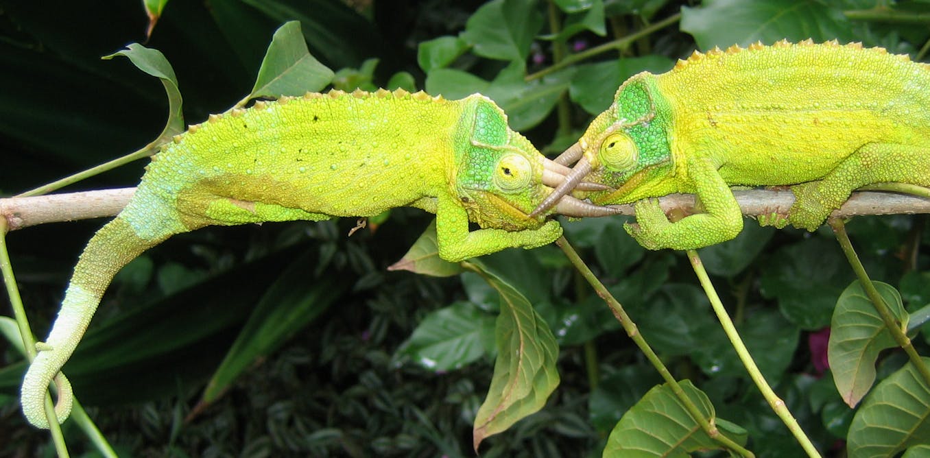 how chameleons become brighter without predators around