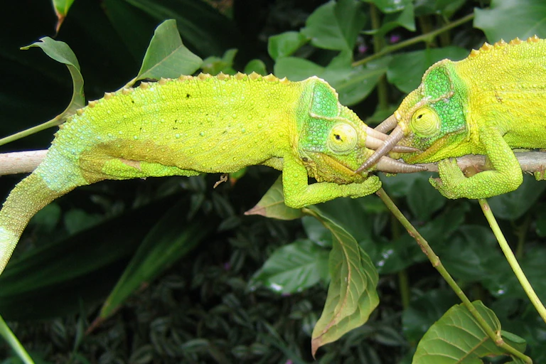 Two male Jackson's three-horned chameleons in bright display colours while engaged in a fight.