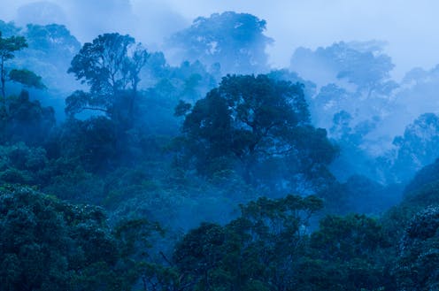 Estudiar el potencial de los bosques tropicales para mitigar del cambio climático, un trabajo tan esencial como precario