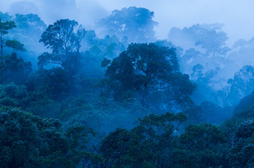Estudiar el potencial de los bosques tropicales para mitigar del cambio climático, un trabajo tan esencial como precario Estudiar el potencial de los bosques tropicales para mitigar del cambio climático, un trabajo tan esencial como precario