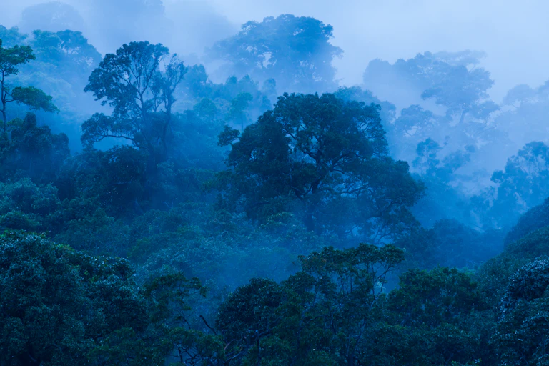 Un bosque tropical con bruma
