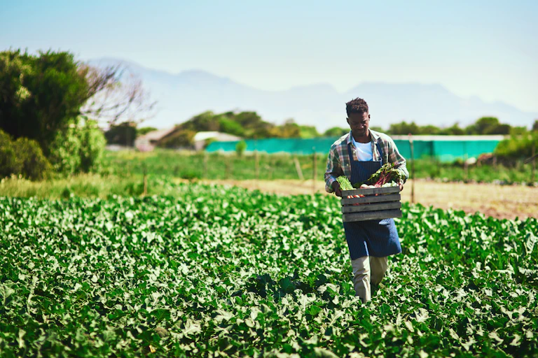 Young black farmer carrying a crate of fresh produce