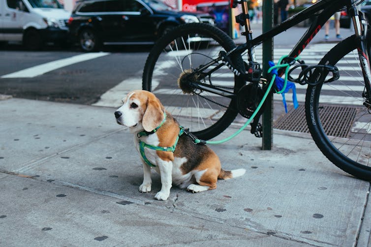 A dog tethered to a bike waits for its owner.