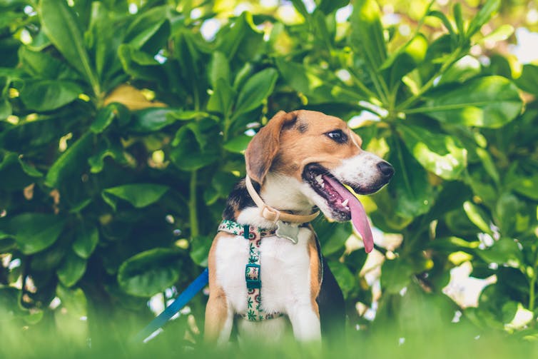 A cute dog looks for its owner.