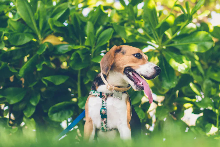 A cute dog looks for its owner.
