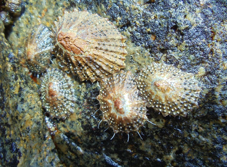 A cluster of five browny-yellow limpets clinging to a shiny black rock