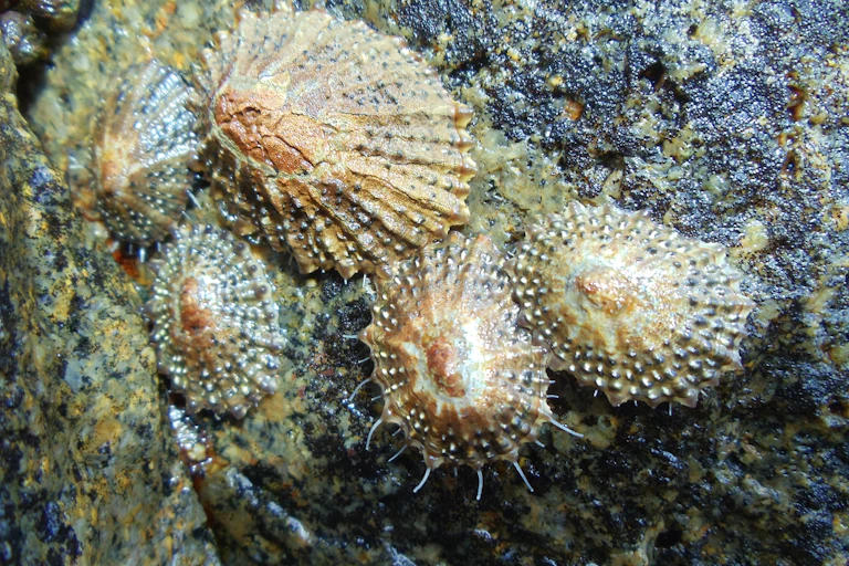 A cluster of five browny-yellow limpets clinging to a shiny black rock