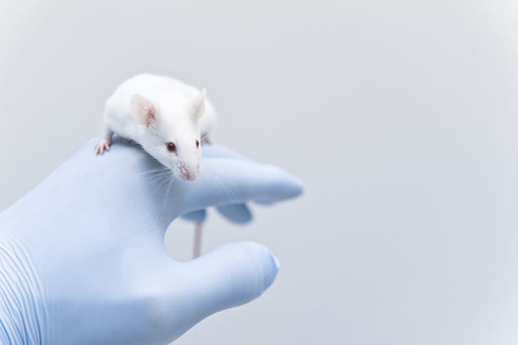 A white mouse on a gloved human hand.