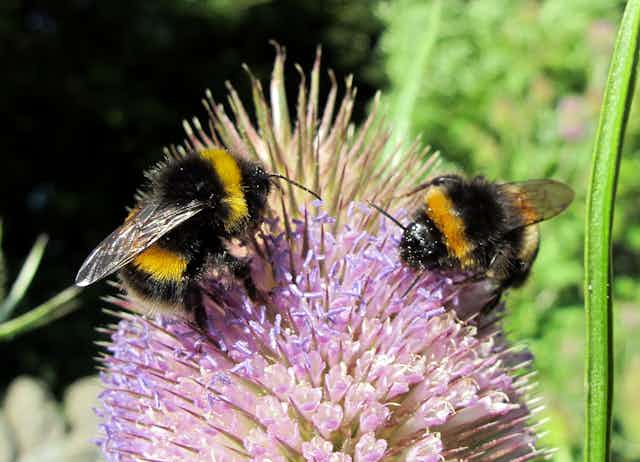 Two bees feed on a purple teasel flower