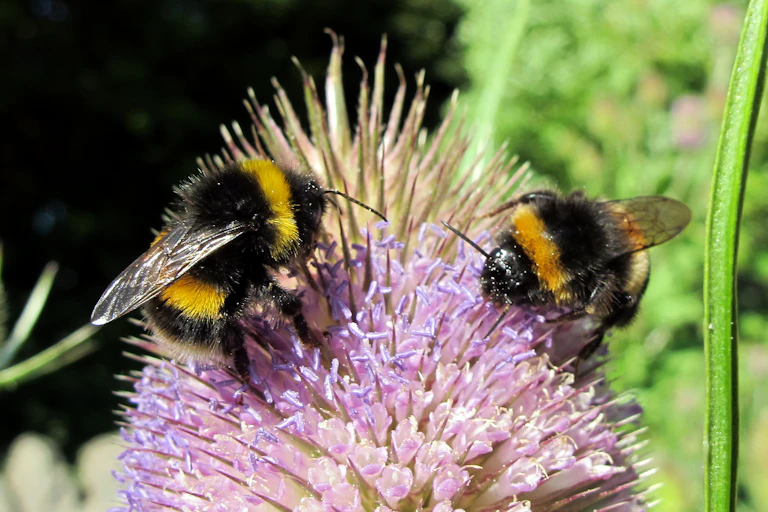 Two bees feed on a purple teasel flower