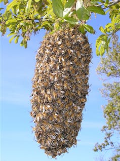 A football-shaped cluster of bees hangs from a branch.