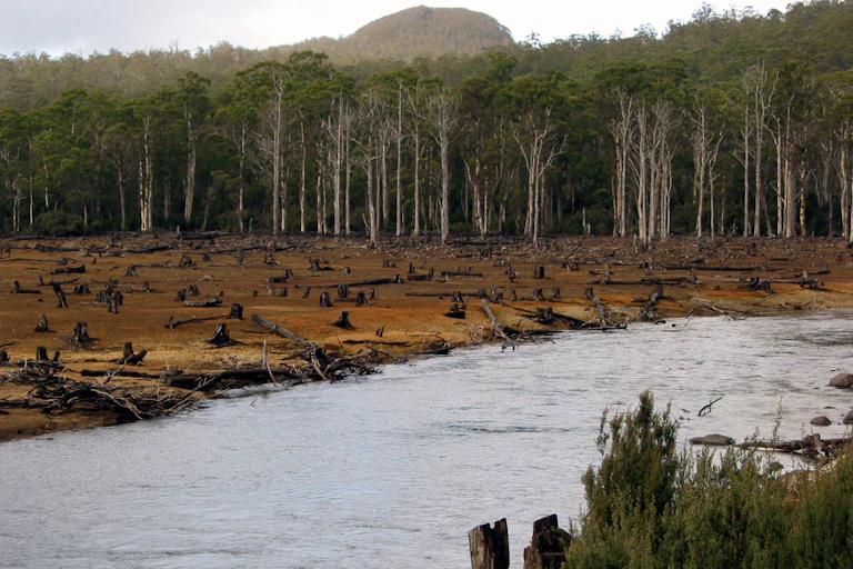 forest with logged area and river