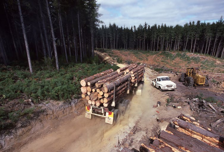 logging truck in plantation timber forest