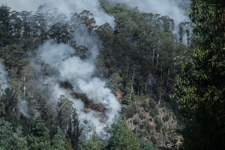 smoke and fire in native forest